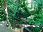 woodland woodland